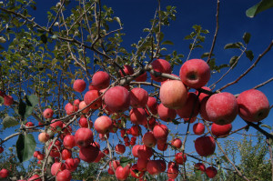 実り豊かな育児ライフでありますように。