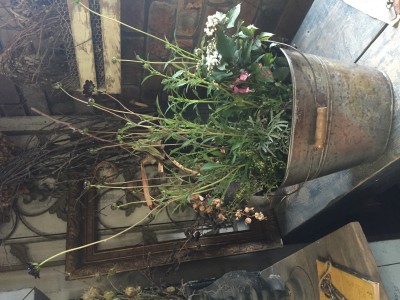 秋深しチョコレートコスモス