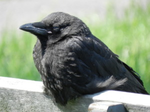 賢いカラス